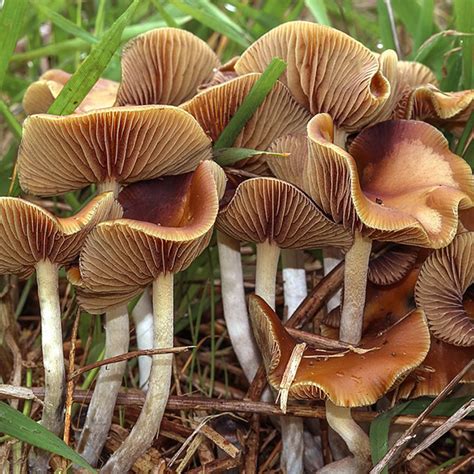 <strong>Psilocybe Cyanescens</strong>. . Psilocybe cyanescens uk spores
